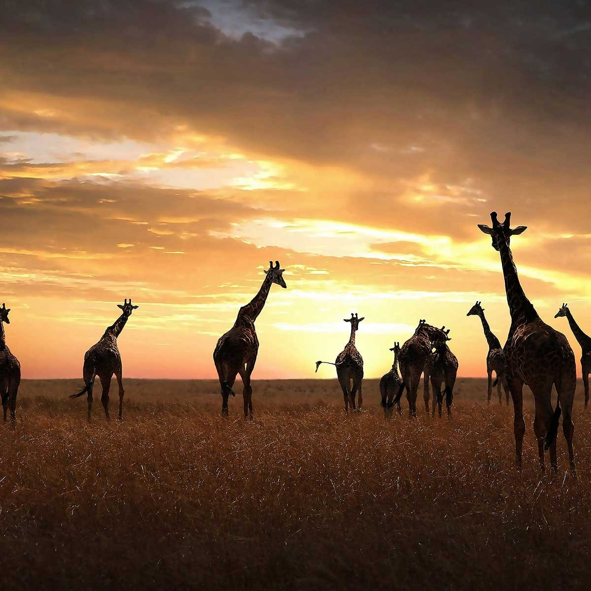 Affiche animaux girafes family Affiche sous cadre bois
