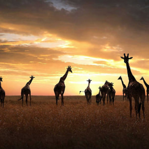 Affiche animaux girafes family Affiche sous cadre bois
