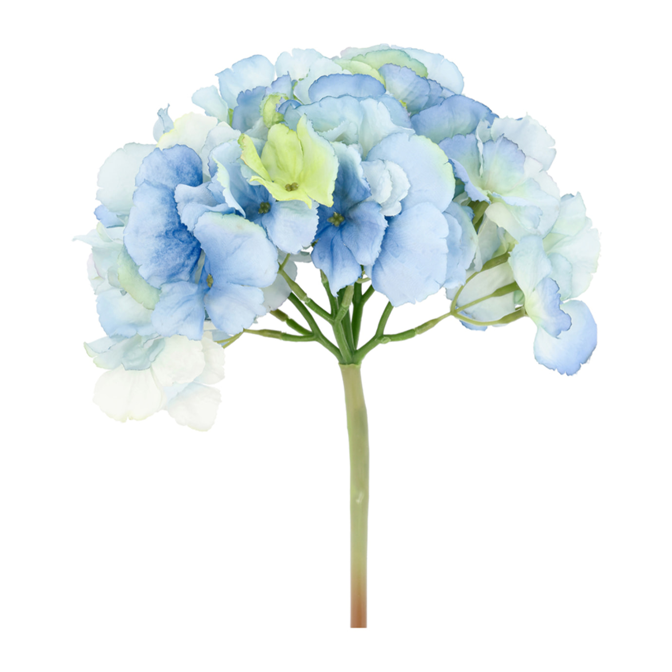 Fleur Hydrangea