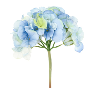 Fleur Hydrangea