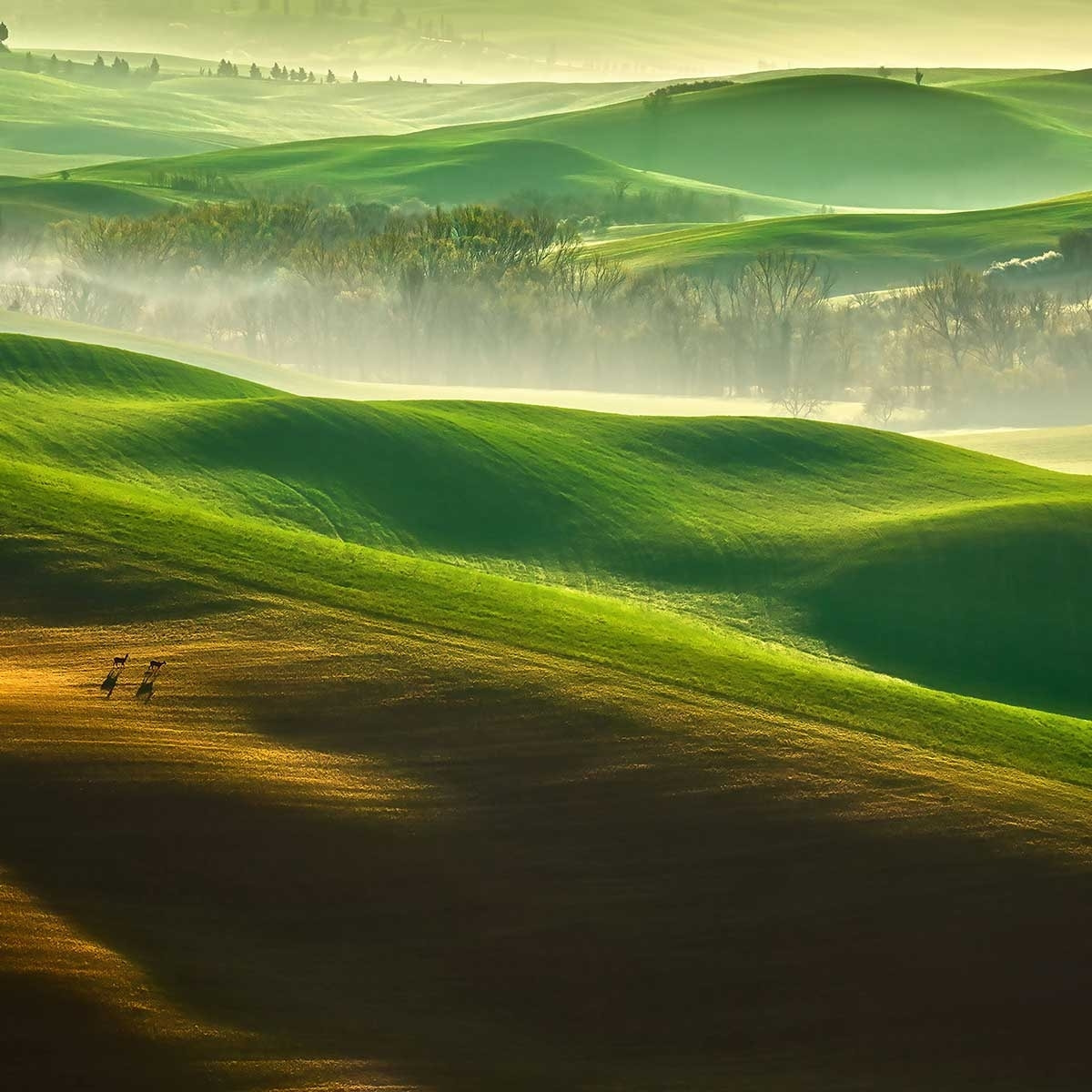 Tableau nature collines brumeuses Tableau plexiglas