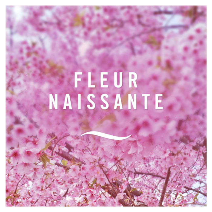 6 Aérosols Fleur Naissante, Désodorisant Febreze, 300ml