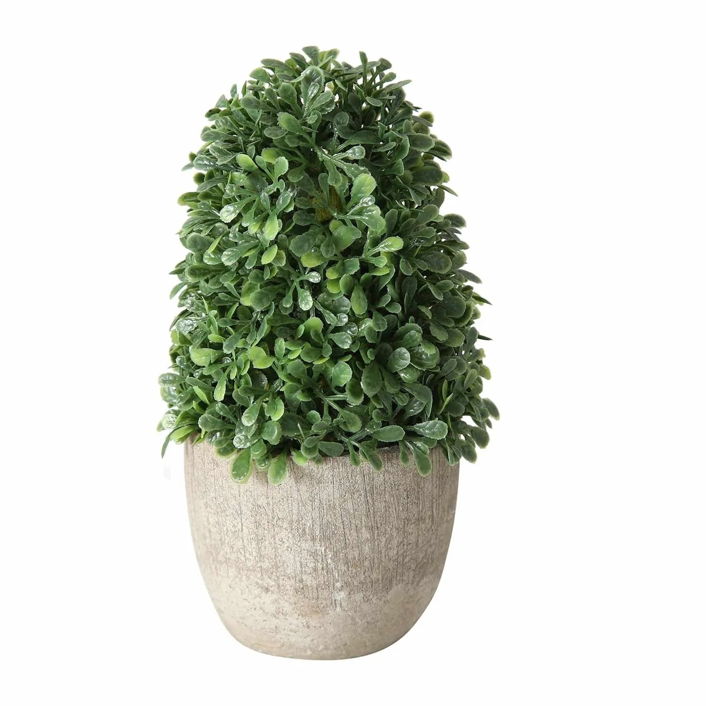 Planta pandora 14cm