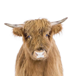 Affiche enfant bébé vache Affiche + cadre en bois - Noir