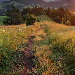 Tableau panoramique prairie fleurie et coucher de soleil campagne Toile imprimée