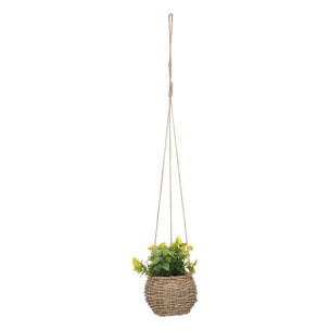 Plante Zoe à suspendre H17cm