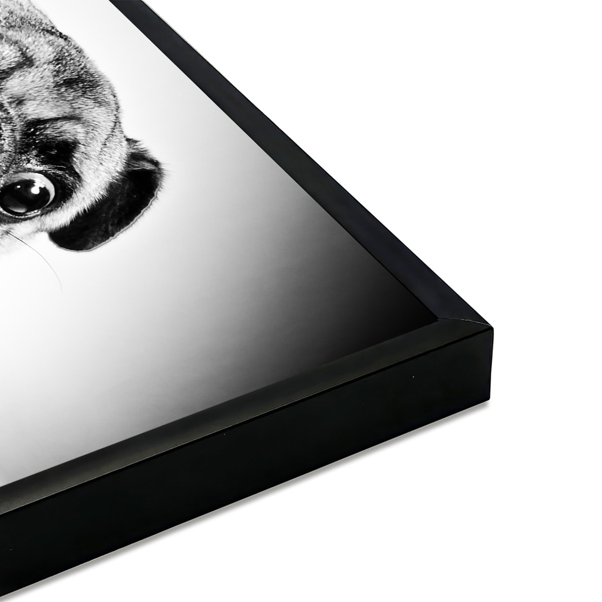 Affiche encadrée portrait de carlin en noir et blanc Affiche + cadre en métal - Noir