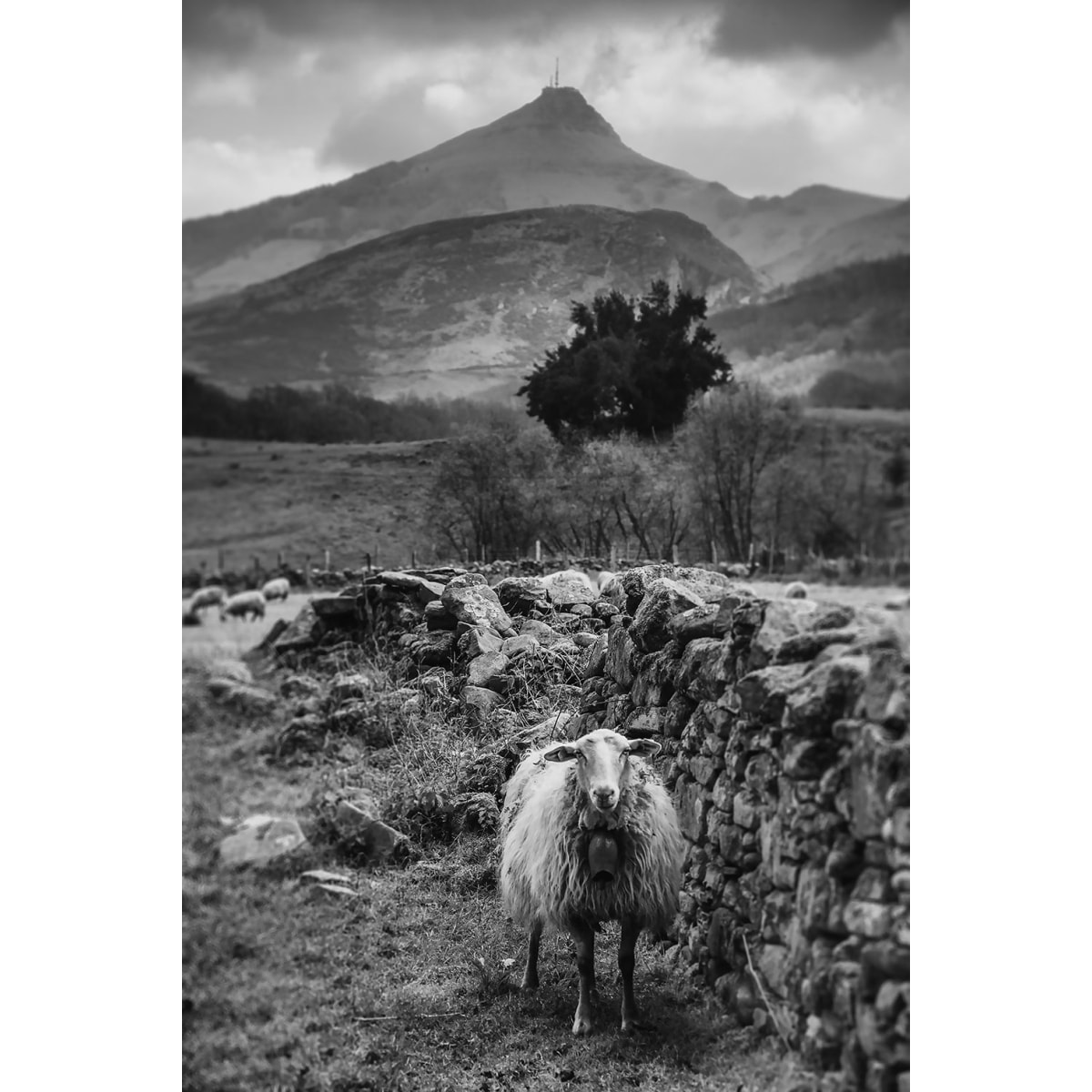 Tableau noir et blanc deco brebis Tableau alu Dibond