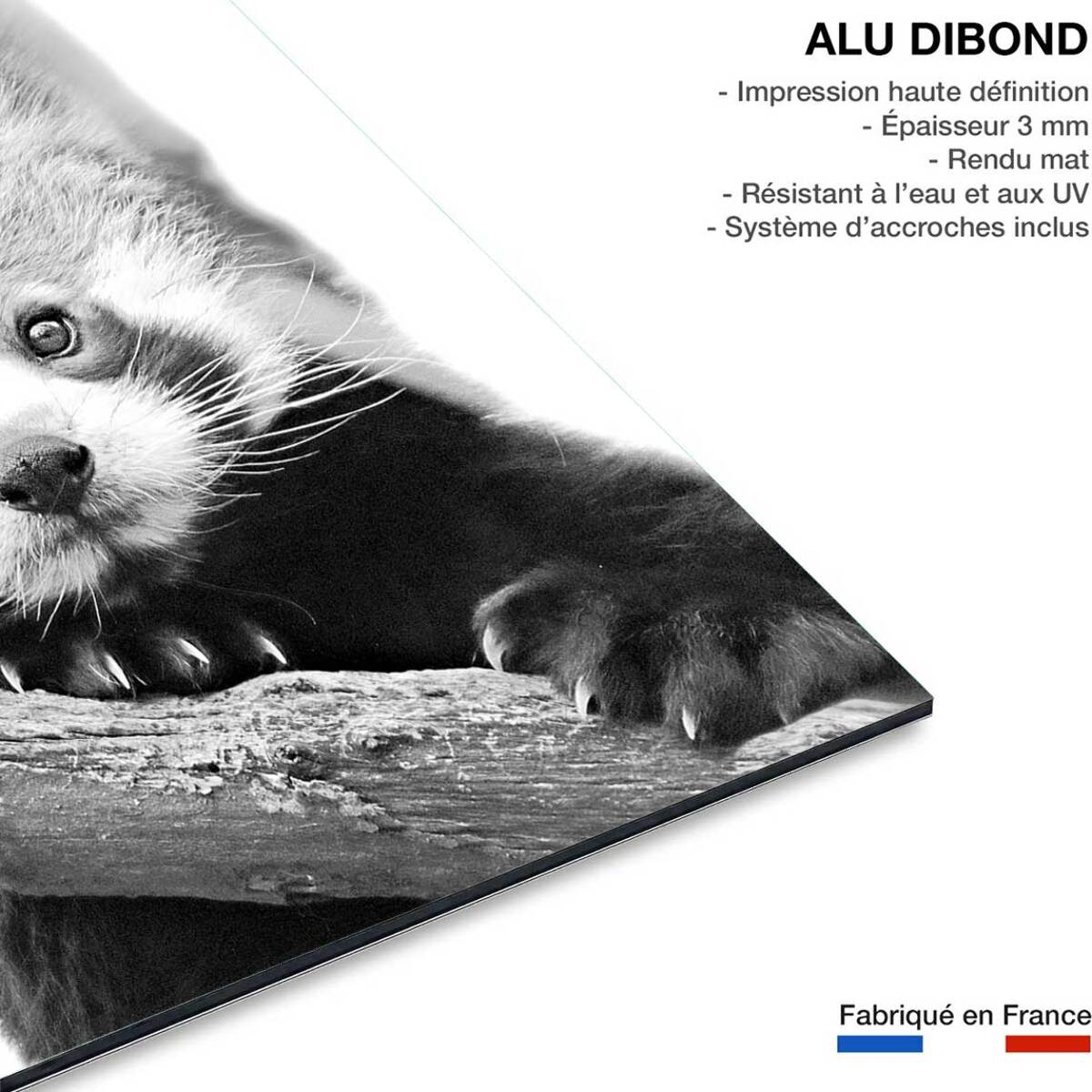 Tableau animaux panda roux  Tableau alu Dibond