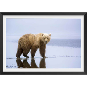 Affiche la marche de l'Ours Affiche + cadre en bois - Noir