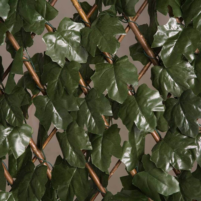Celosia Extensible Con Hojas Basic