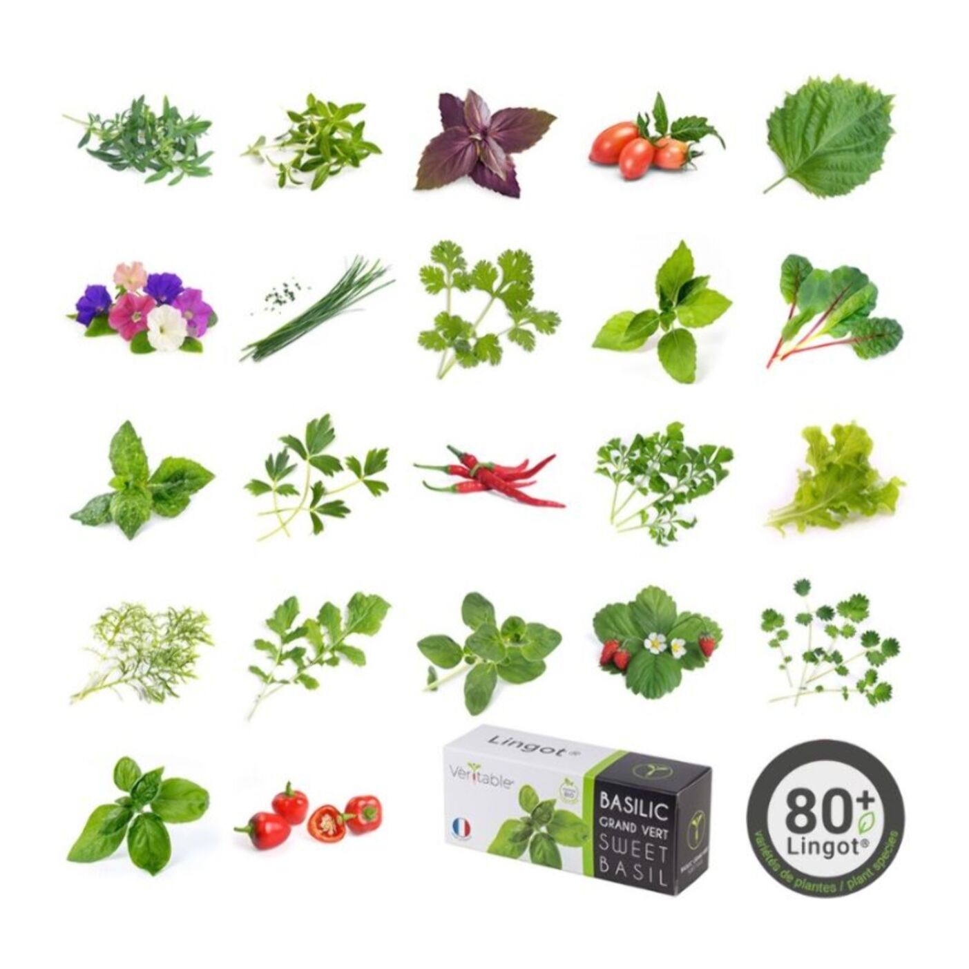 Recharge jardin d'intérieur VERITABLE Basilic Pourpre BIO