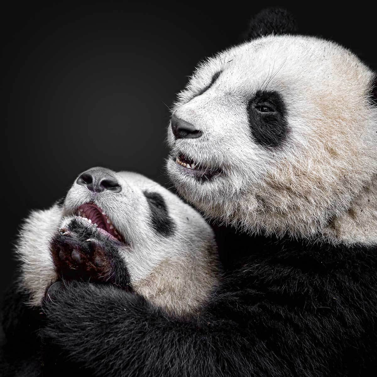 Affiche enfant pandas  Affiche sous cadre bois