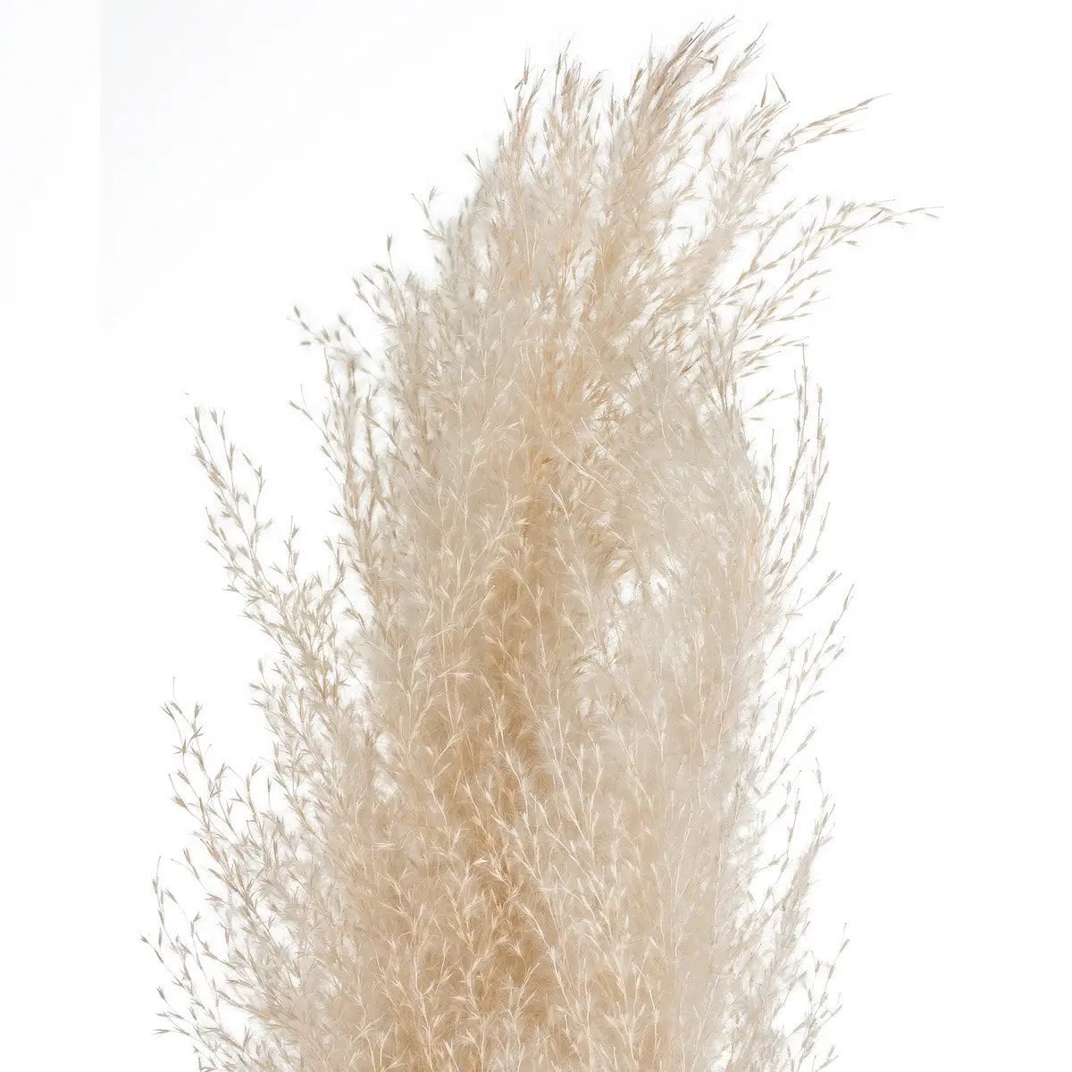 3 fleurs séchées "Pampa naturelle" H110cm