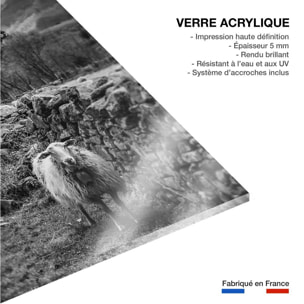 Tableau noir et blanc deco brebis Tableau plexiglas