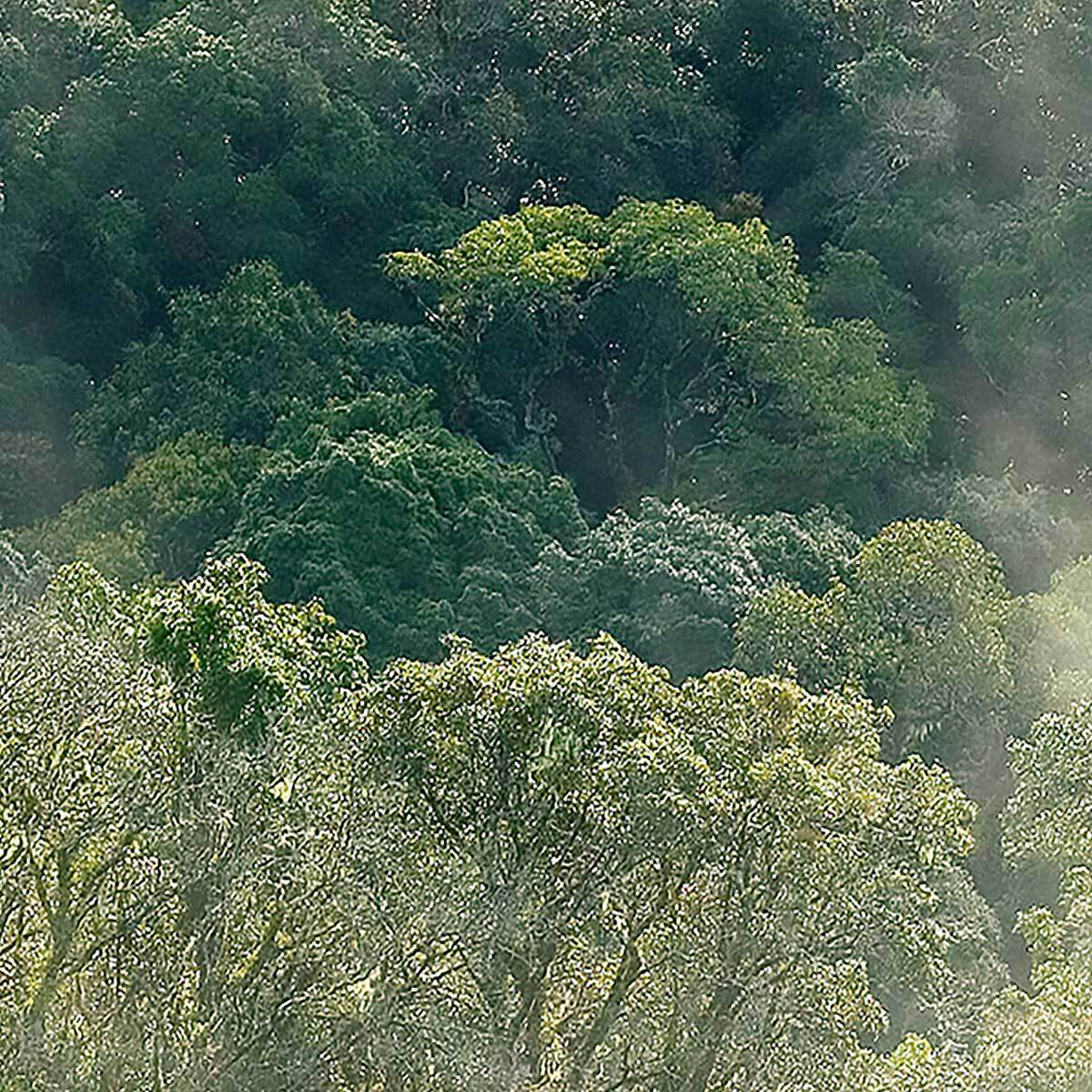 Affiche encadrée forêt brumeuse et lumière douce Affiche + cadre en métal - Noir