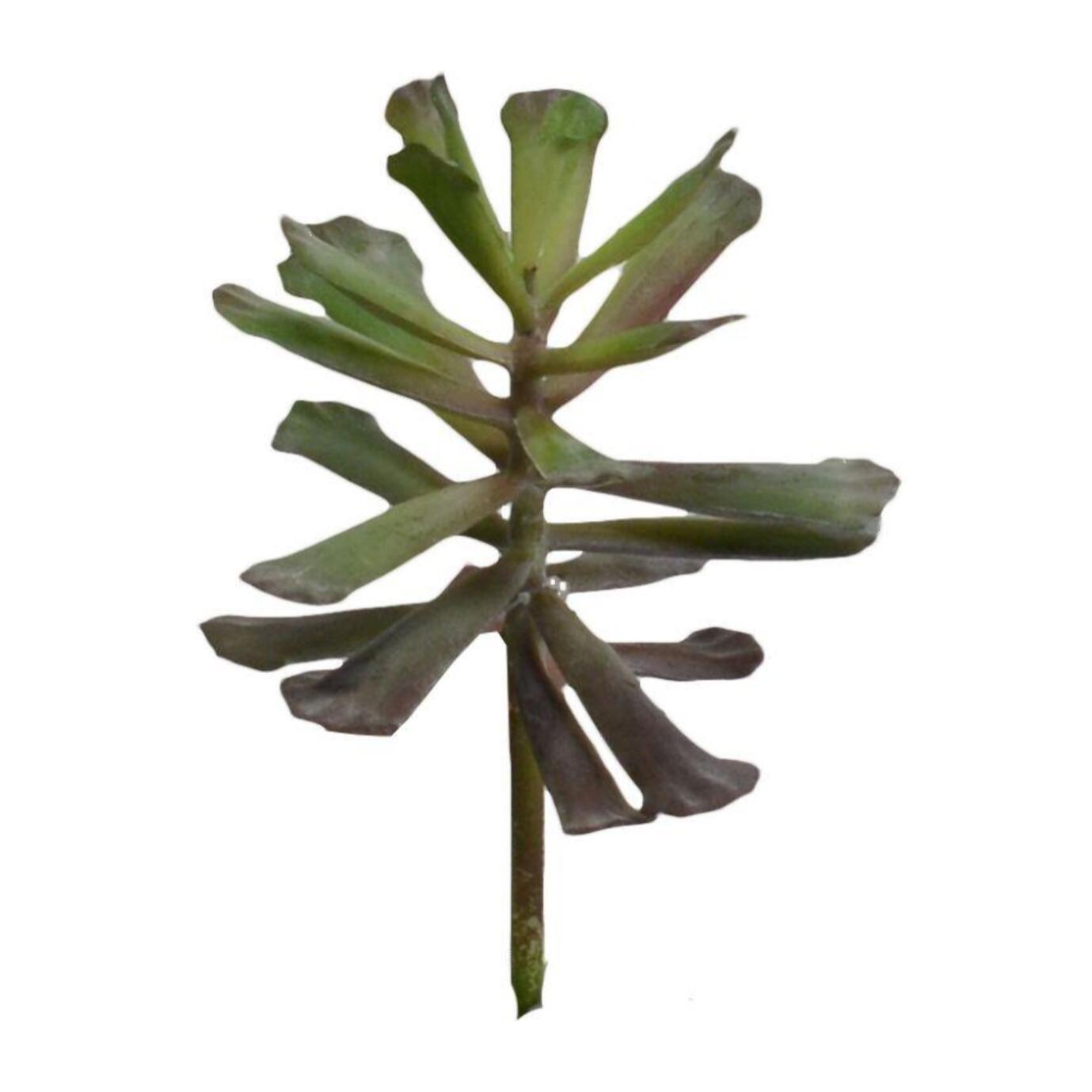 Ramo pianta grassa cmø12h15,2