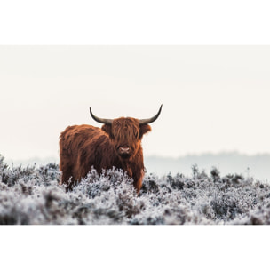 Tableau vache Highland Tableau alu Dibond