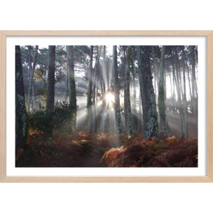 Affiche paysage brume landaise Affiche + cadre en bois - Chêne