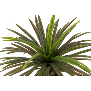 Planta Yucca Con Maceta 58x58x58 Cm