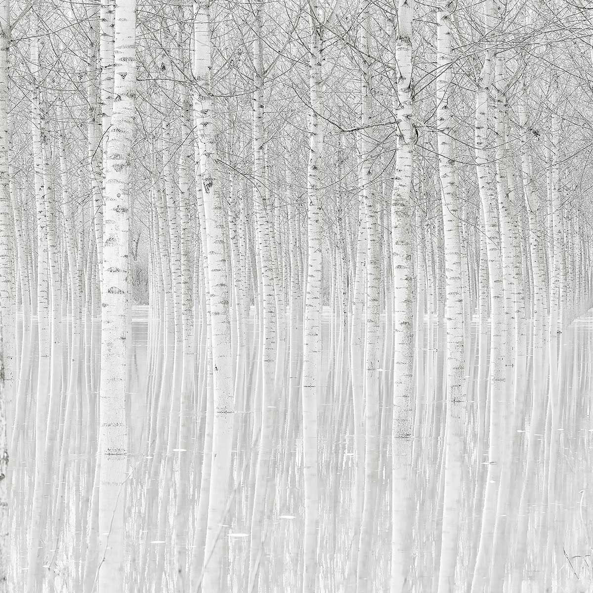 Tableau nature perspective trees Toile imprimée