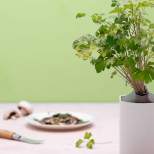 Recharge jardin d'intérieur PRET A POUSSER PERSIL