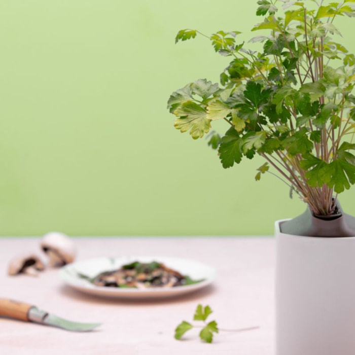 Recharge jardin d'intérieur PRET A POUSSER PERSIL