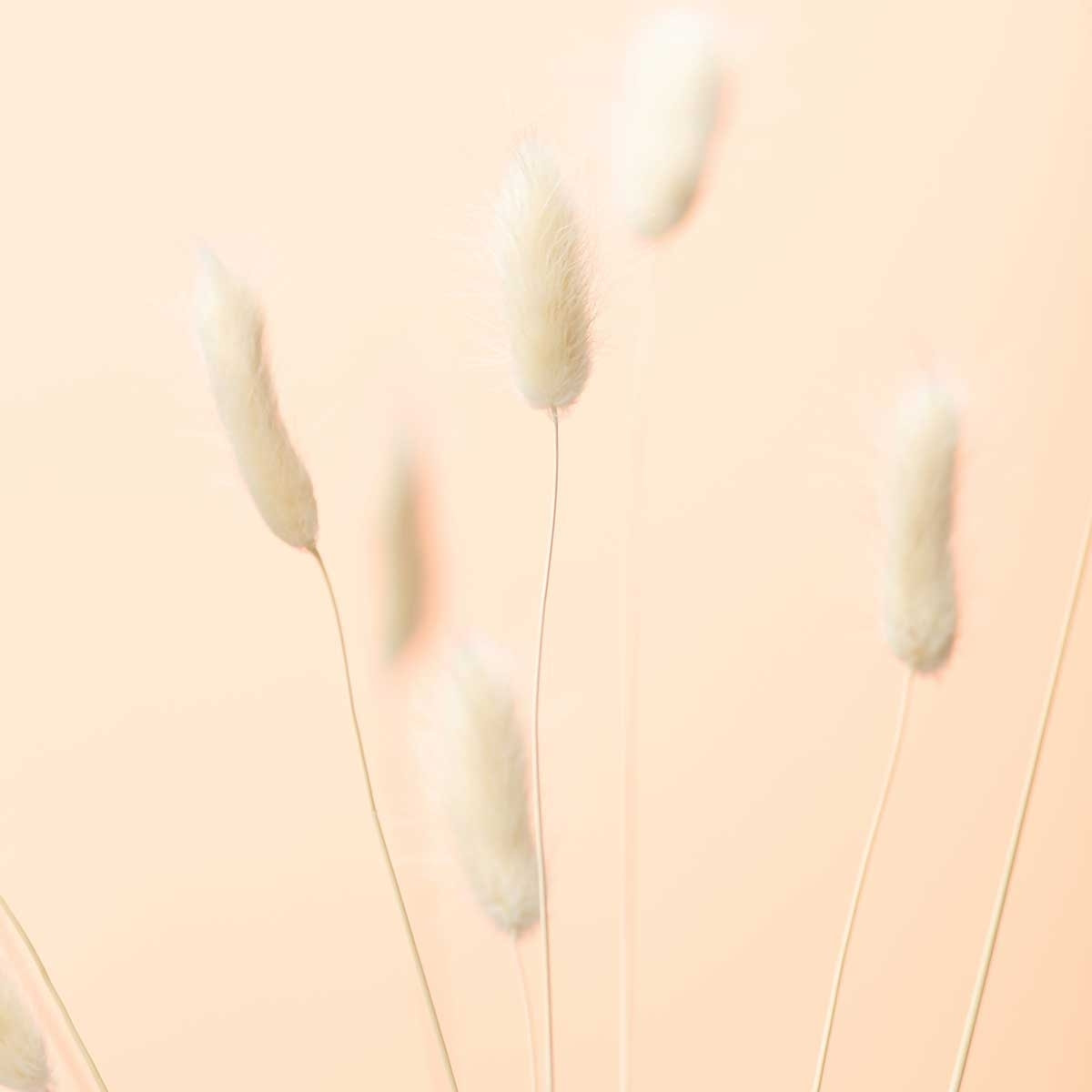 Tableau scandi pampa Toile imprimée