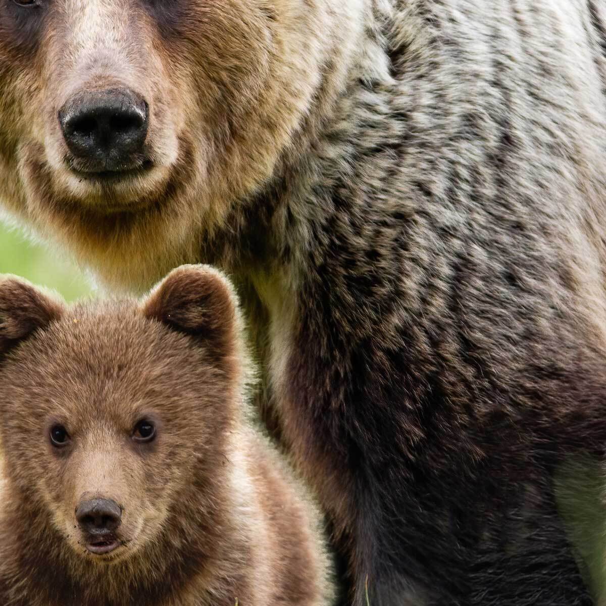 Tableau ours brun et ses oursons en pleine nature Toile imprimée