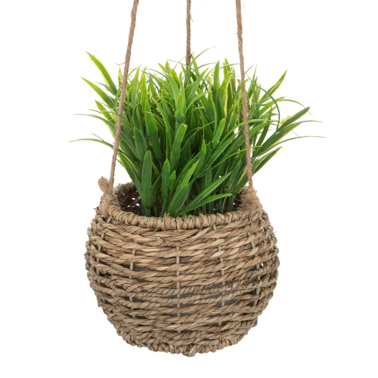 Plante Zoe à suspendre H17cm