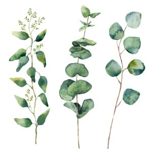 Tableau aquarelle eucalyptus Tableau alu Dibond