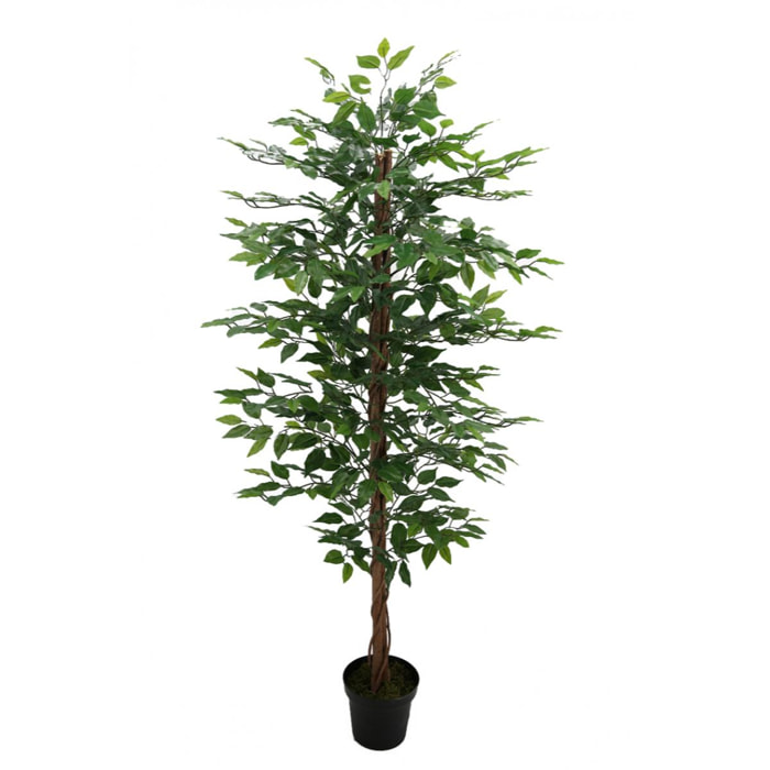 Ficus Tree Con Vaso 170 Cm - Pezzi 1 - 30X170X20cm - Colore: Verde - Bianchi Dino - Piante Artificiali