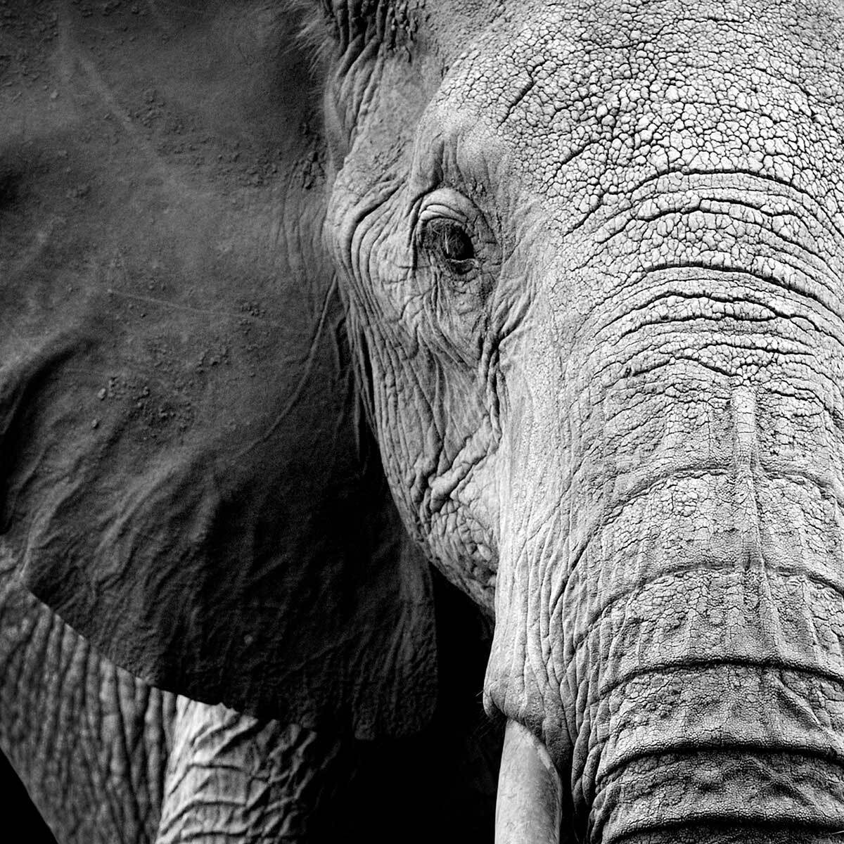 Affiche encadrée éléphant en noir et blanc Affiche + cadre en métal - Noir