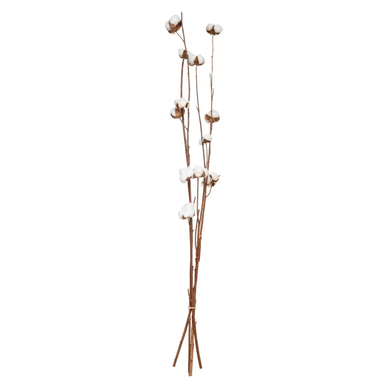 Fleurs séchées naturelles H100cm