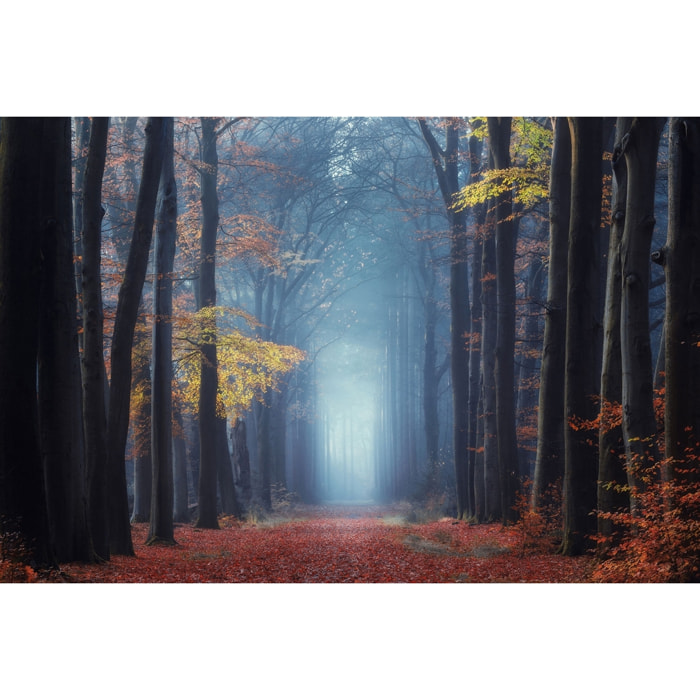 Tableau Lumière d'automne Tableau plexiglas