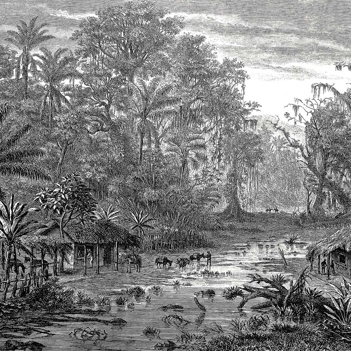 Tableau gravure forêt de mangroves Toile imprimée