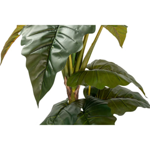 Planta Colocasia Esculenta 150x150x220 Cm