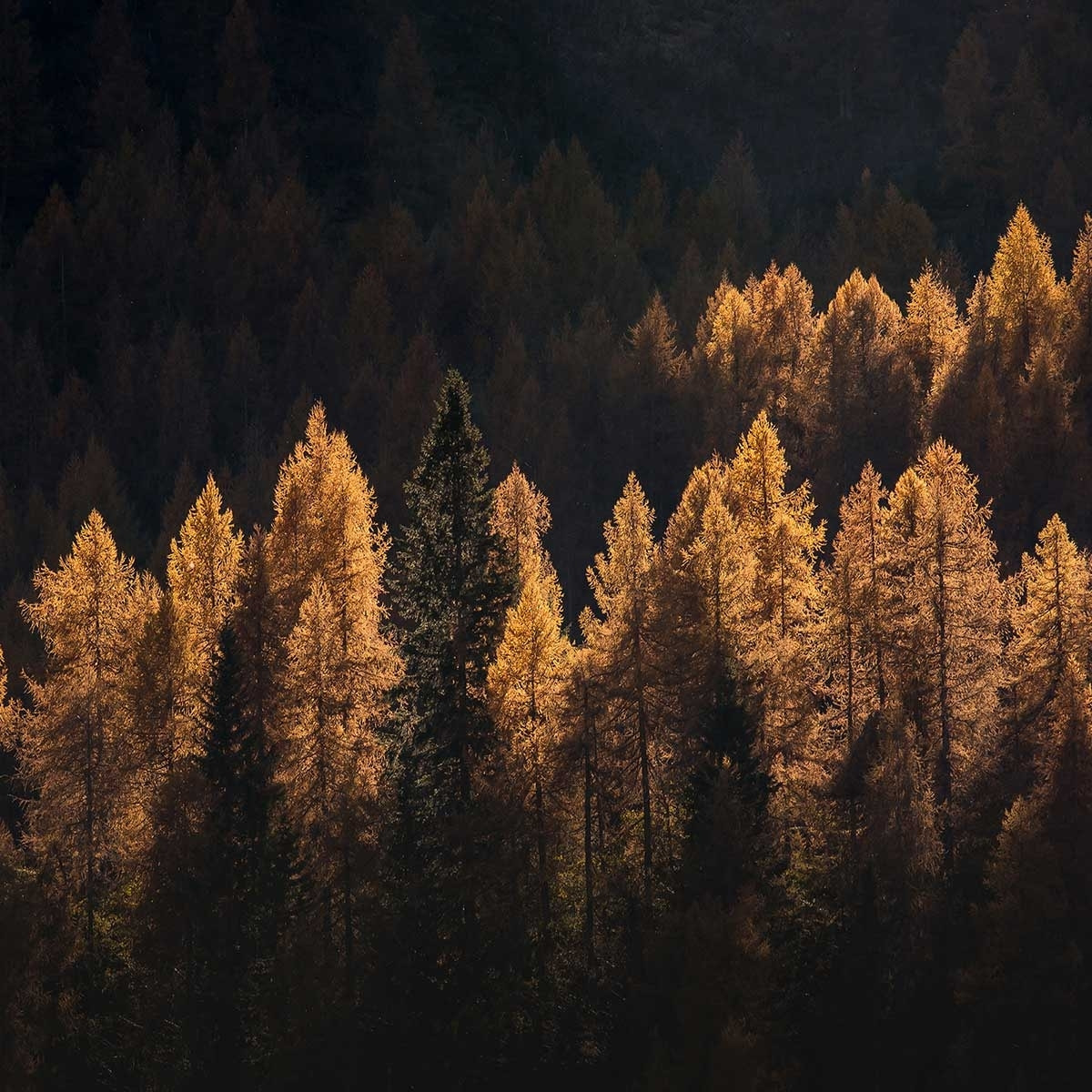 Tableau Mélèzes en automne Tableau plexiglas