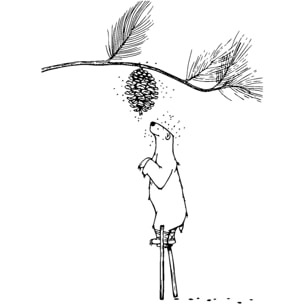 Tableau ours landais Tableau plexiglas