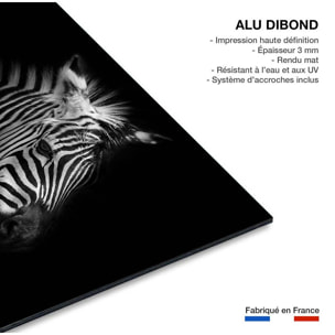 Tableau zebre dans la lumière Tableau alu Dibond