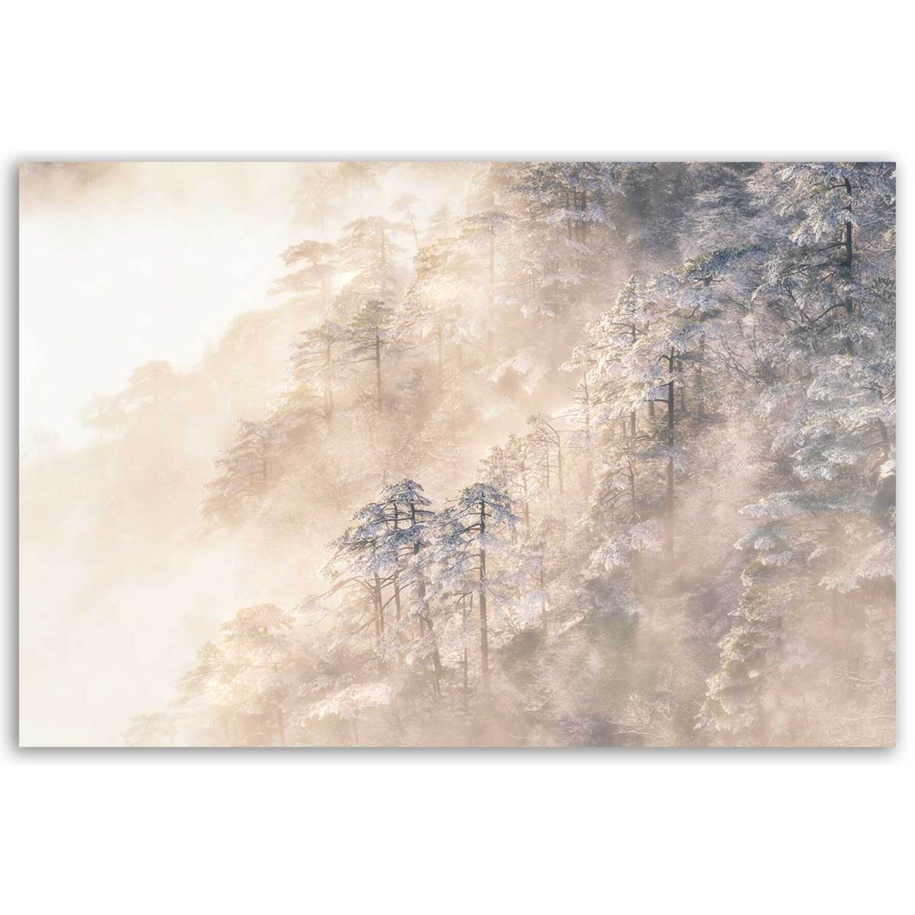Tableau de foret Pins à Taiwan Toile imprimée