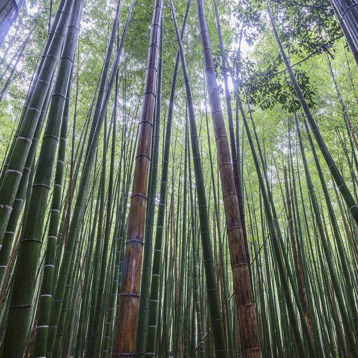 Affiche zen Bambous Geants Affiche seule