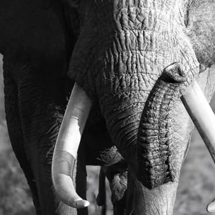 Affiche encadrée éléphant sauvage en noir et blanc Affiche + cadre en métal - Noir