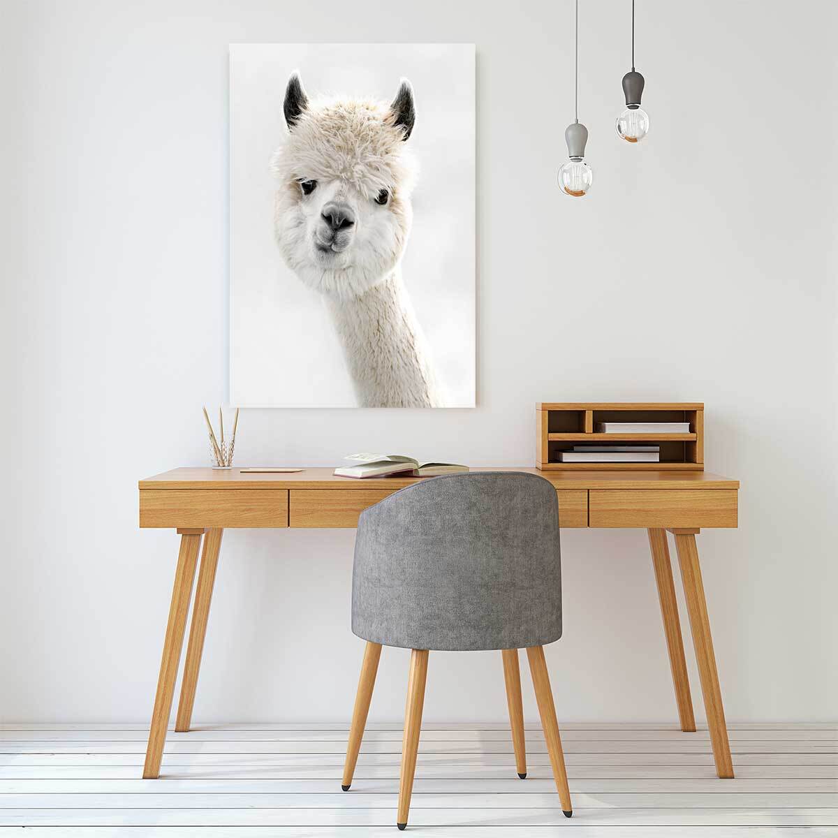 Tableau animaux lama laine  Tableau alu Dibond