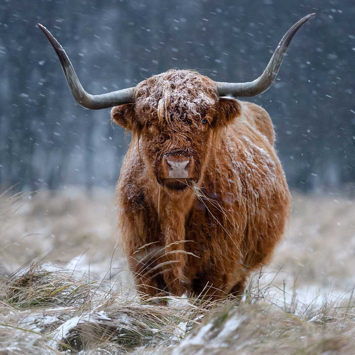 Affiche Vache Highland Affiche + cadre en bois - Noir