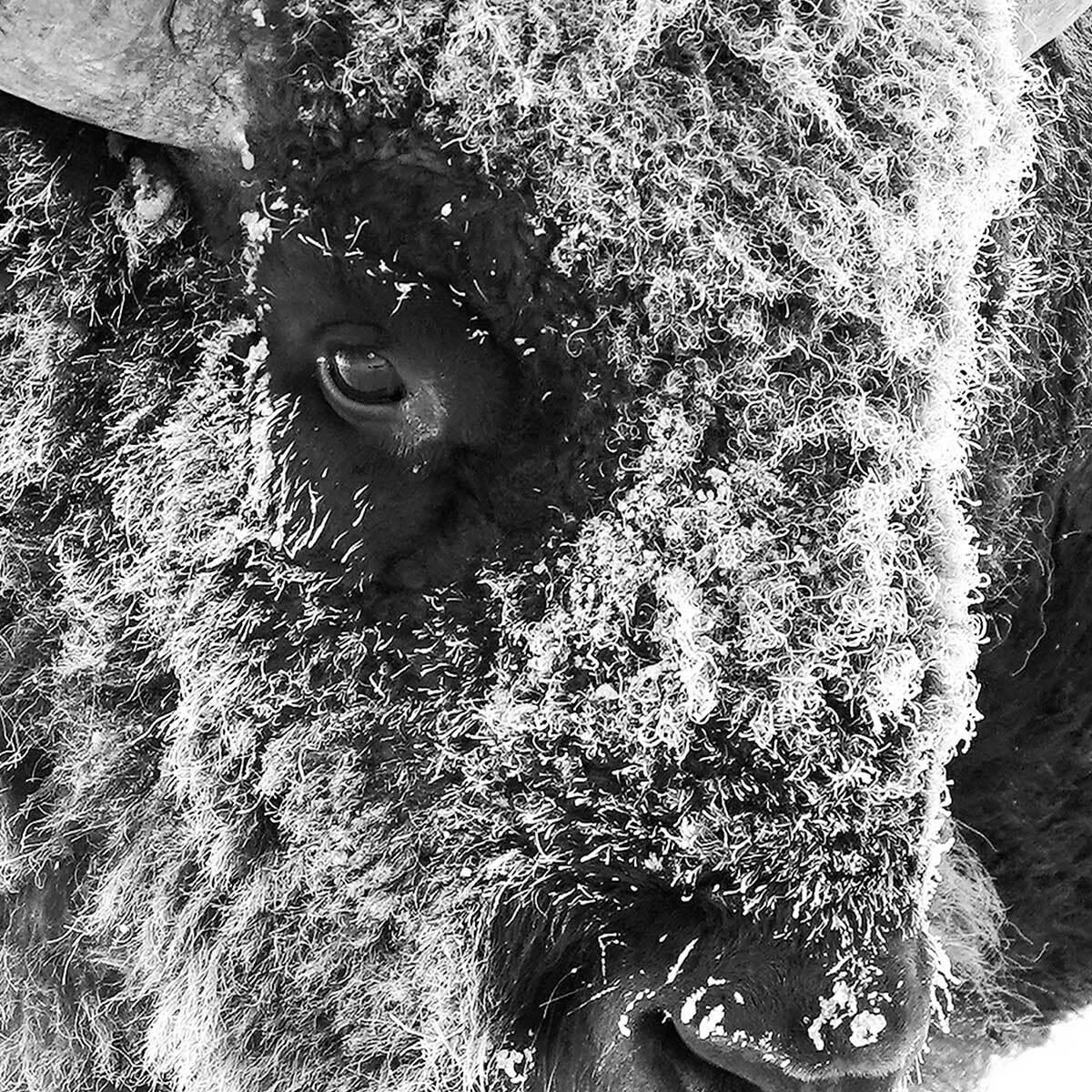 Affiche encadrée bison enneigé en noir et blanc Affiche + cadre en métal - Noir