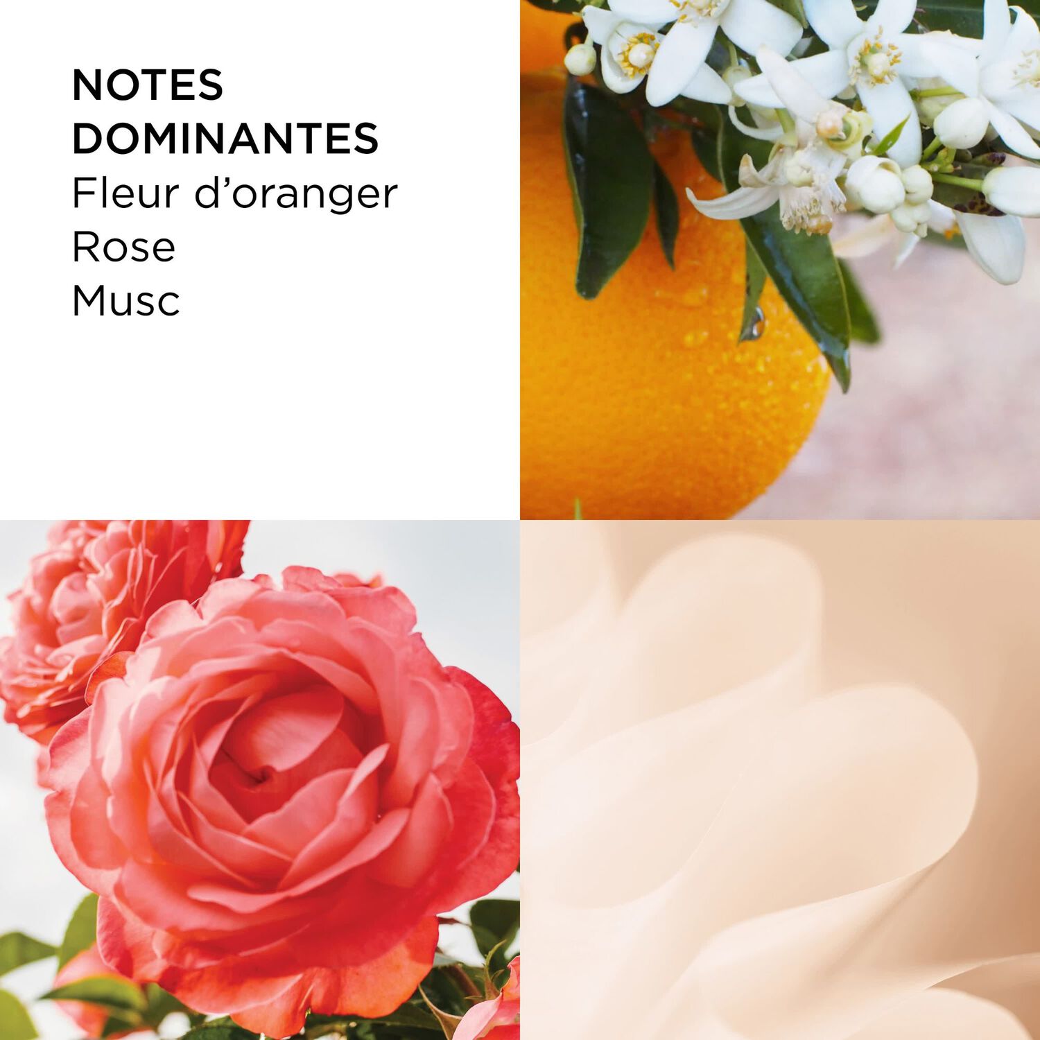 Sunflowers - Eau de Toilette