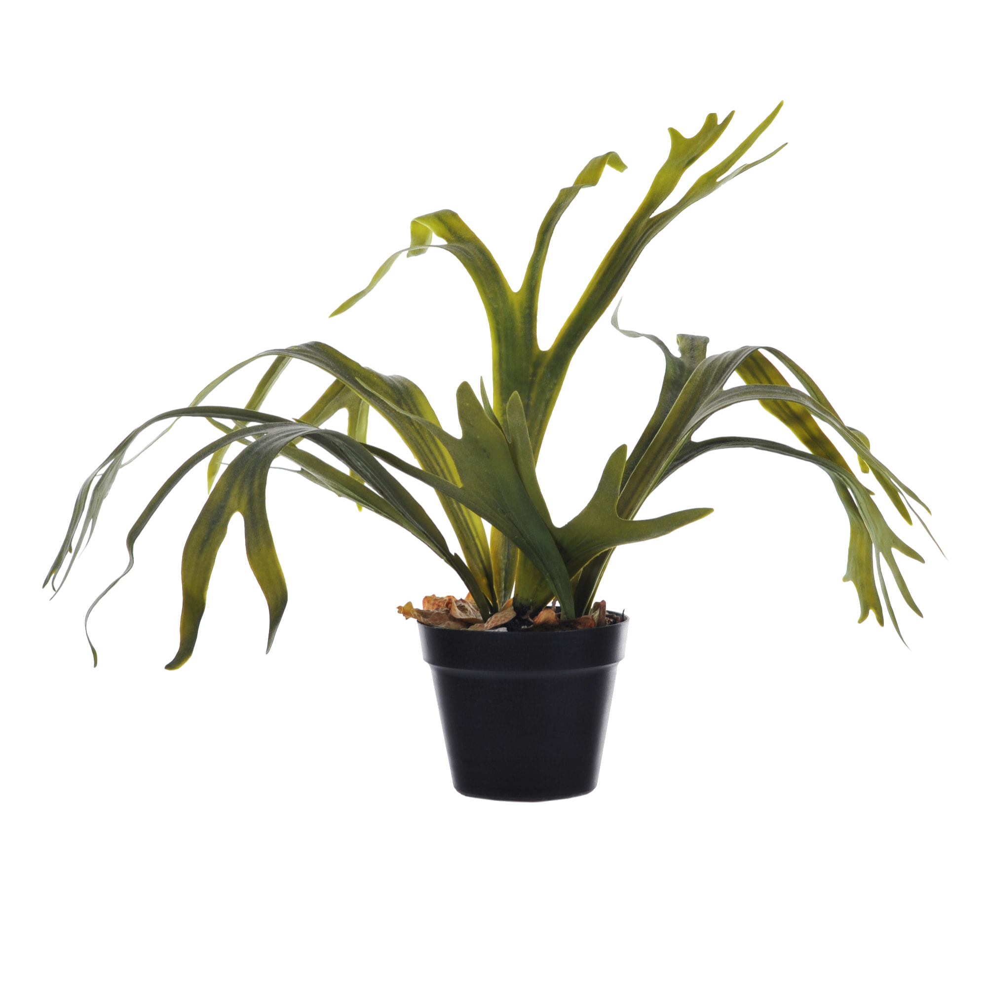 Platicerium In Vaso Con 8 Foglie. Altezza 62 Cm - Pezzi 1 - 45X62X42cm - Colore: Verde - Bianchi Dino - Piante Artificiali