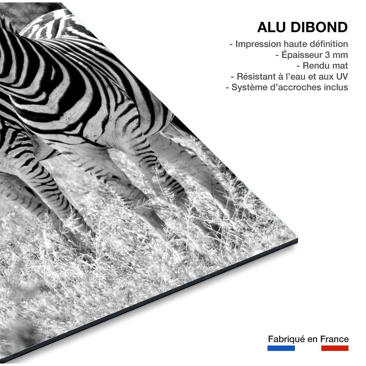 Tableau animaux zebre en duo  Tableau alu Dibond