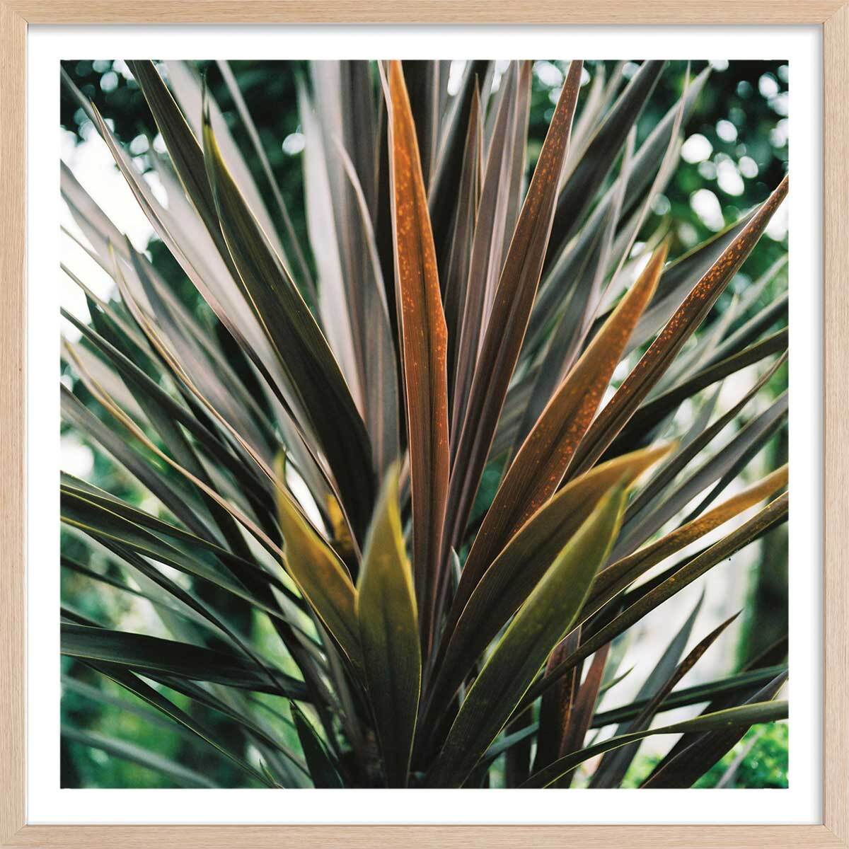 Affiche fleur de yucca et forêt tropicale Affiche + cadre en bois - Chêne